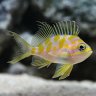 FernandesReef