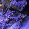 spoonspider