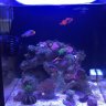 aquariafreak