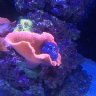 Ford Reef