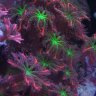 Coralreefjunkies