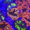 Rotor head reef