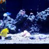 Liv2reef