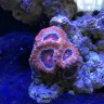 Reefraft