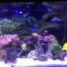 ReefJake123