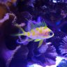 SirensReef