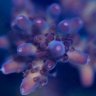 ChromaticCorals