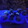 Hitmans reef