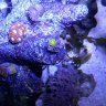 Razorback reef