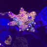 Corbetts corals