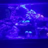 whiskeyreef