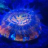 KJ Coral shop