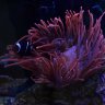 Eagle aquatics315