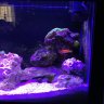 EvsReef55