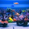 coral_yyh