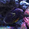 Reefnreptiles