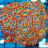 Corals Depot