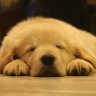 Dawgvet