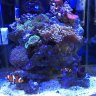 SaltwaterTanks