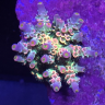 Tidal Gardens - Acropora Coral Care
