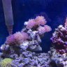 BNB Corals