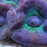 SereneAquatic