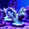 CoralCache