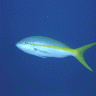 Samoaquatic