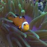 Reef Jeff