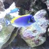 Solis Reef