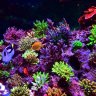 Reef Solution