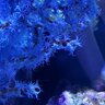 gorgoniansfever