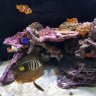 Fletcher's Fish Tube