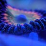 ProfessorPolyp
