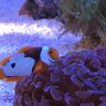 Oceanreef