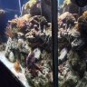 ReeferMadness88