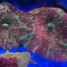 EliteReefing1023