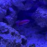 cicrush13