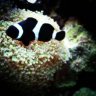 Passionate Reef