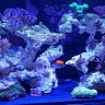 mvalreef