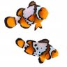 ReefMeUpScotty