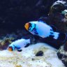 Got to love that reef