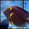 Fishdisease