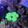 starreef05