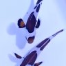 A.Percula