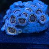Reefman71