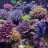 DMG Reef