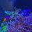Chris’s fish
