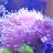 frisky_polyp4250