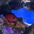 KingReef16